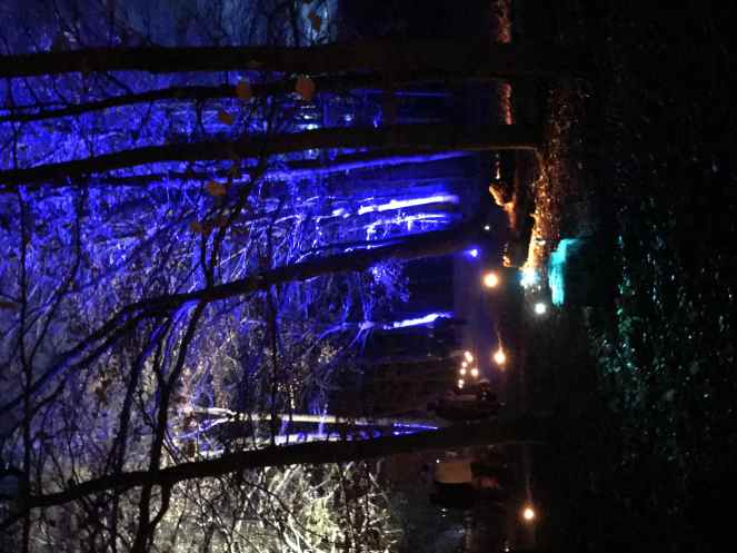 A forest lit up with blue lights